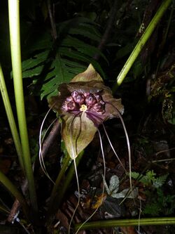 Tacca borneensis 61043090.jpg