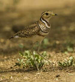 Three-banded ( Heuglin's ) Courser.jpg