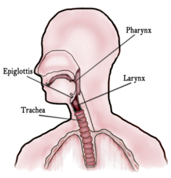 Throat Diagram.png
