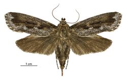 Titanomis sisyrota female.jpg