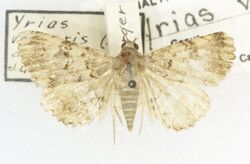 Toxoprucha volucris, -26334, det. R. Hannawacker, Phantom Ranch, Grand Canyon, AZ,28 July 1945, L. Arnberger (49550465006).jpg