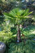 Trachycarpus martianus - San Francisco Botanical Garden - DSC09964.JPG