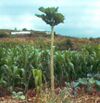 Tree cabbage.jpg