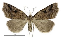 Trigonistis anticlina female.jpg