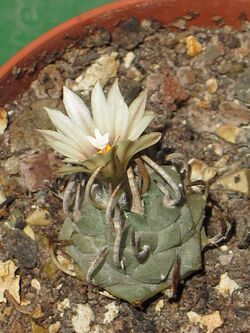 Turbinicarpus schmiedickeanus subsp. schwarzii-4.JPG