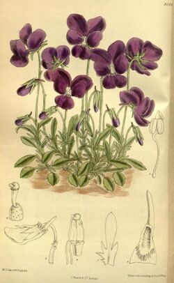 Viola gracilis 140-8541.jpg