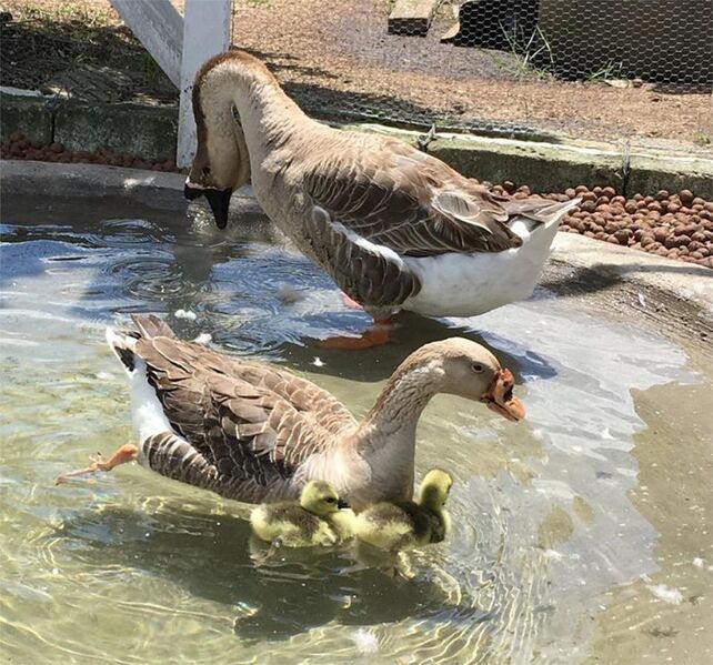 File:Vitoria goose 2.jpg