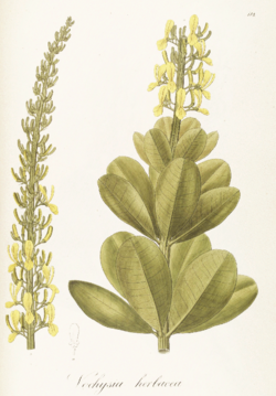 Vochysia herbacea Pohl118.png