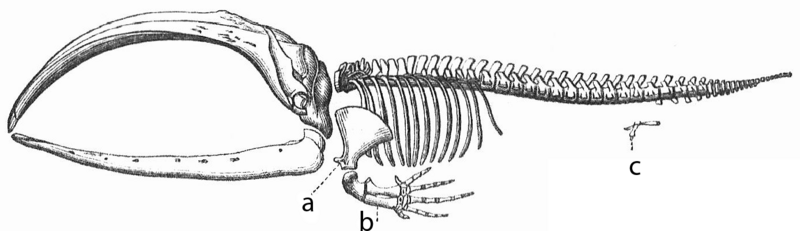 File:Whale skeleton.png