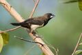 White-rumped Munia 13.jpg