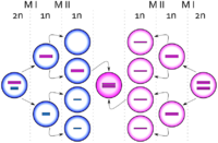 Sperm cells dividing, one ending up with an extra copy of the X chromosome, producing a zygote with an extra X