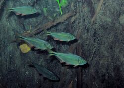 Yucatan Tetras (Astyanax altior) - Carwash Cenote QR.jpg