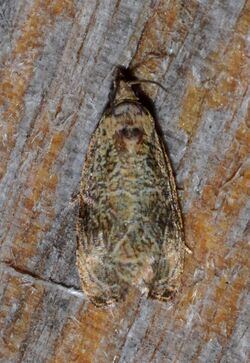 - 2776 – Olethreutes furfuranum – Woolly-backed Moth - maybe, otherwise Olethreutes species (14624990609).jpg