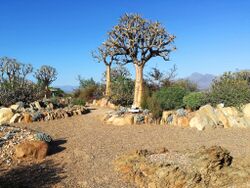 1 Karoo Desert National Botanical Gardens - quiver trees.jpg