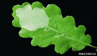 Leaf mine of Acrocercops brongniardella on an oak leaf