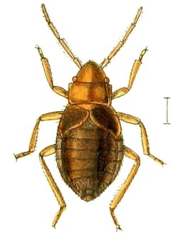 Aepophilus bonnairei.png