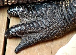 Alligator foot detail.jpg