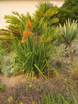 Aloe cooperi in flower IMG 1702e.JPG