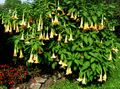 Angel Trumpets shrub -- Brugmansia suaveolens.jpg