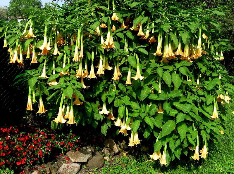File:Angel Trumpets shrub -- Brugmansia suaveolens.jpg