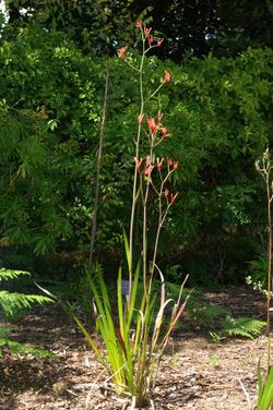 Anigozanthos rufa, Conservatoire botanique national de Brest 02.jpg