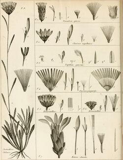 Annales du Muséum national d'histoire naturelle (1812) (17788766543).jpg