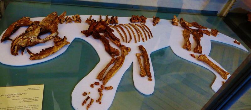 File:Arctocyon primaevus skeleton.JPG