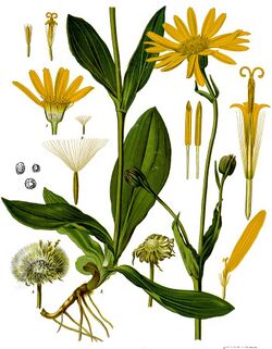 Arnica montana - Köhler–s Medizinal-Pflanzen-015.jpg