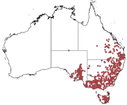 Asperula conferta AVH records-2020-03-30.png