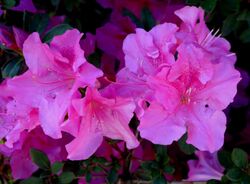 Azalea, a member of the genus Rhododendron.jpg