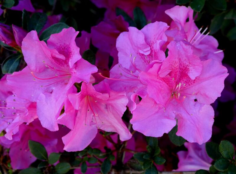 File:Azalea, a member of the genus Rhododendron.jpg