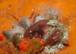"Lipkea spp" seen at Atlantis Reef, False Bay, Cape Town