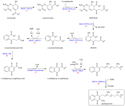 Biosynthesis of vitamin K1 (EN).svg