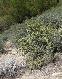 Bitterbrush Purshia tridentata mid on slope.jpg