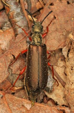 Blister Beetle - Lytta aenea, Leesylvania State Park, Woodbridge, Virginia.jpg