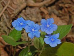 Boraginaceae - Omphalodes verna.JPG