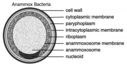cell diagram of "Brocadia anammoxidans"