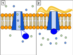 CFTR Protein Panels.svg