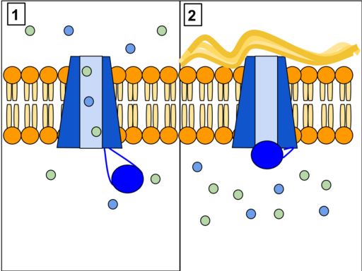 File:CFTR Protein Panels.svg