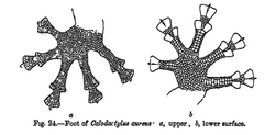Calodactylus aureus feet.png