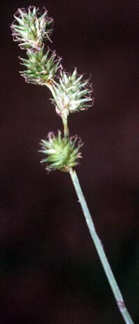 Carex festucacea NRCS-1.jpg