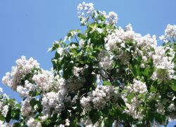 Catalpa fargesii - blossoms.JPG
