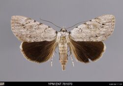 Catocala orba YPM ENT 781070 D.jpg