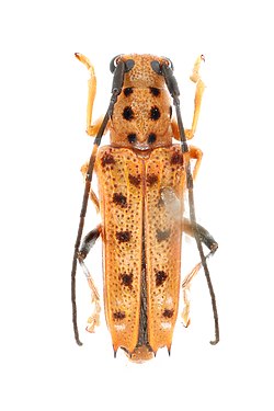 Cerambycidae, Glenea vigintiduomaculata (Thomson, 1858); Guinea; GN03-10 (2).jpg