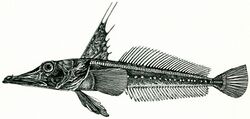 Chan panticapaei holotype.jpg