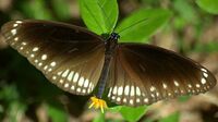 Common Indian Crow (Euploea core asela) - cprogrammer.jpg