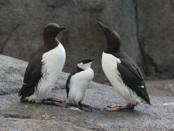 Common Murre RWD1.jpg