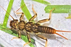 Common stonefly, Calineuria californica (7882576516).jpg