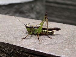 Conocephalus melaenus 001 male from Japan 20131007.JPG