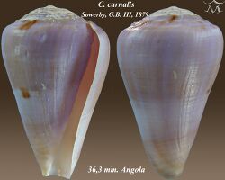 Conus carnalis 1.jpg